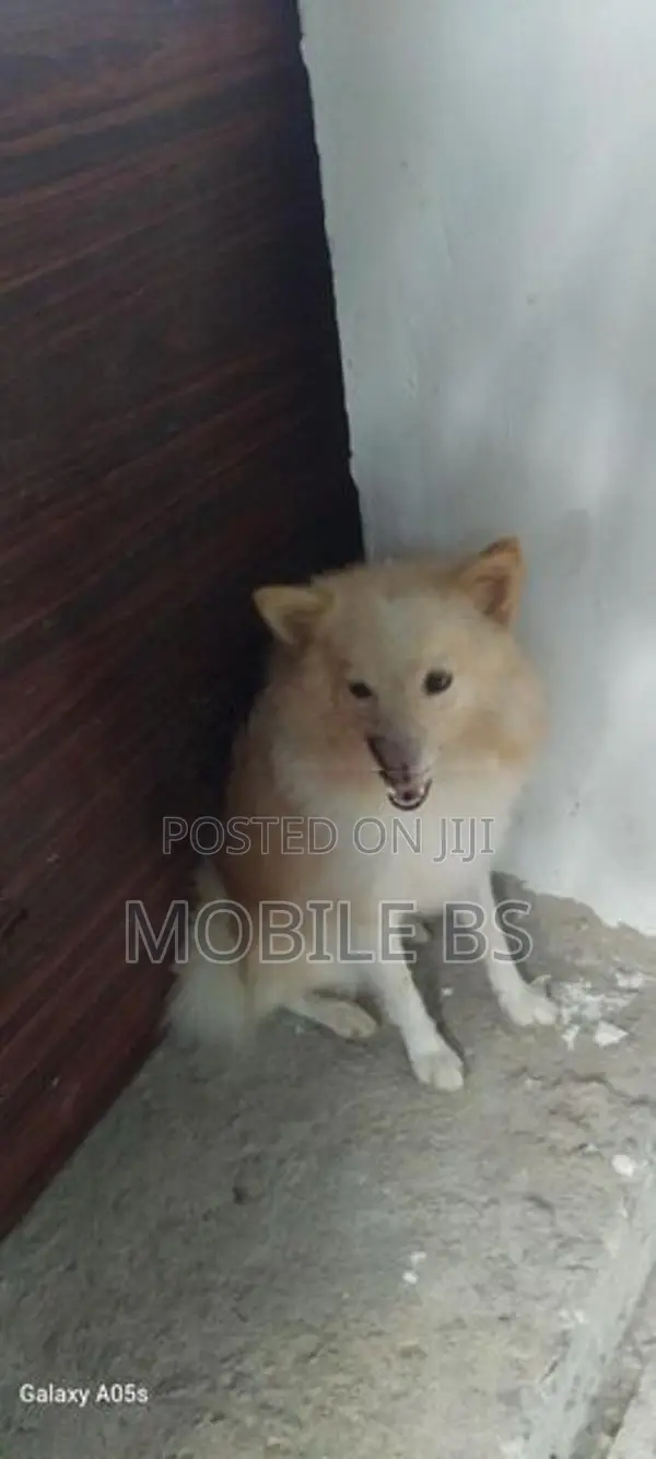 Pomeranian Puppy