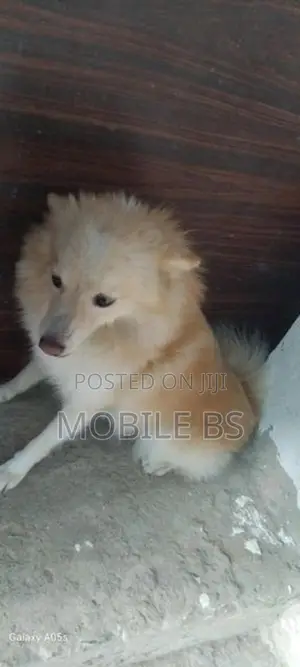 Pomeranian Puppy