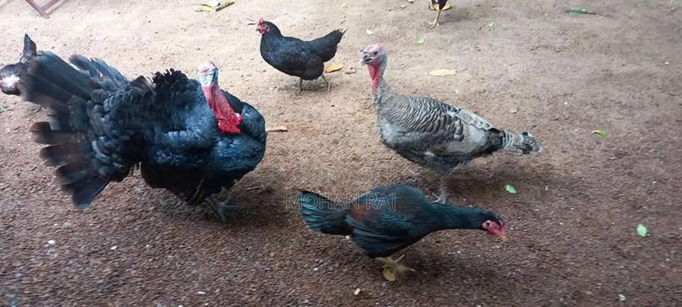 Kalukum Kukulu