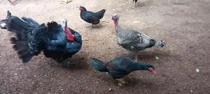 Kalukum Kukulu