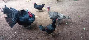Kalukum Kukulu