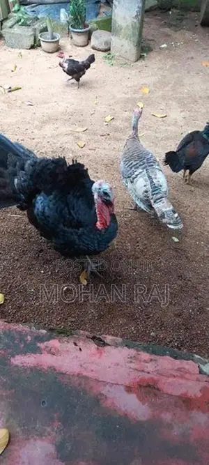 Kalukum Kukulu
