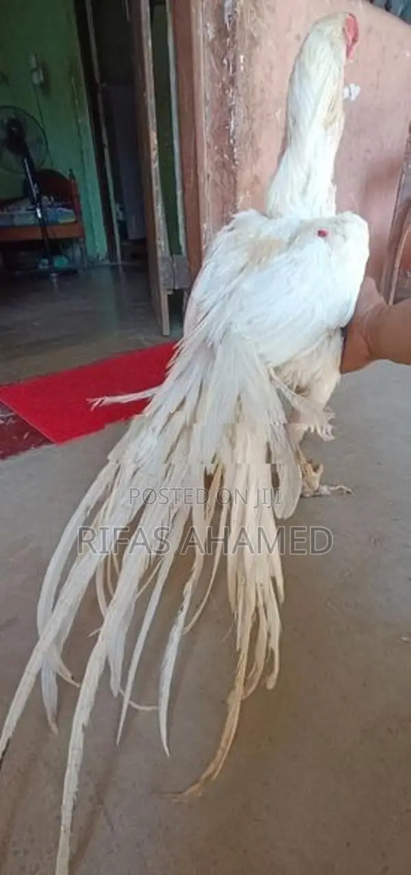 Parrot Beak Rooster