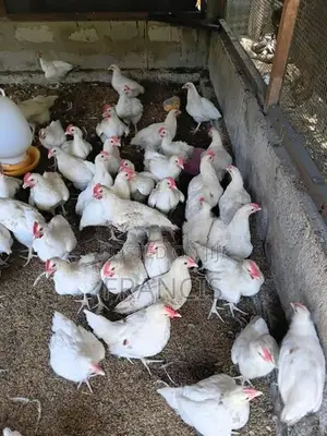 விறாத்துக் குஞ்சுகள்