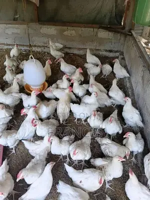 விறாத்துக் குஞ்சுகள்