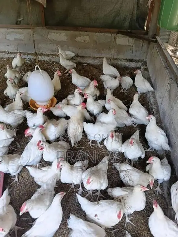 விறாத்துக் குஞ்சுகள்