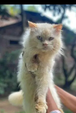 Persian Kittens