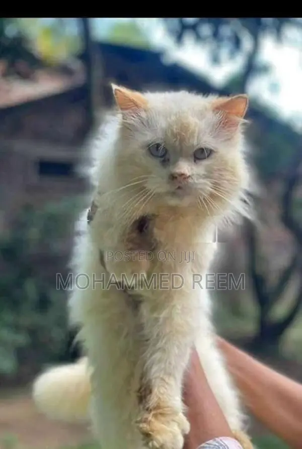Persian Kittens