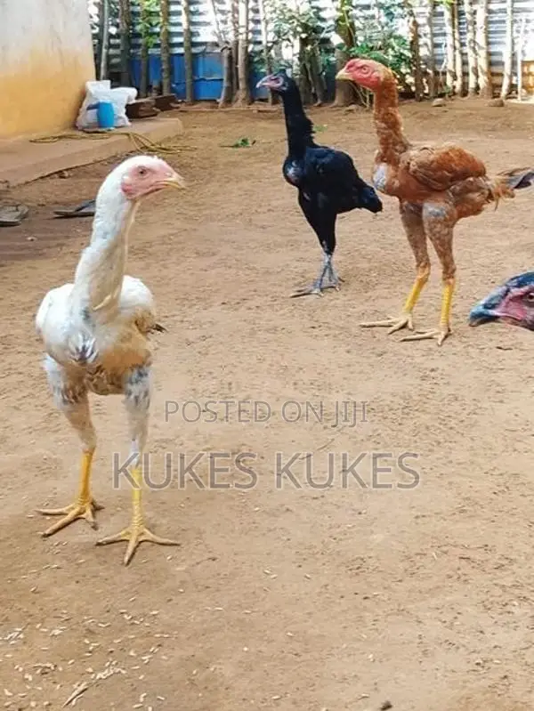 கோழிகள்