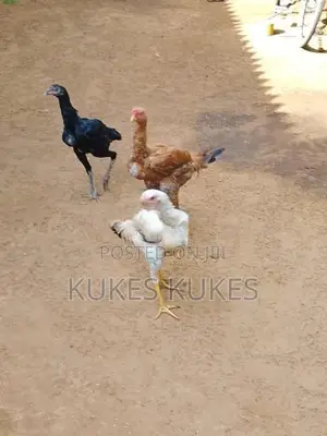கோழிகள்