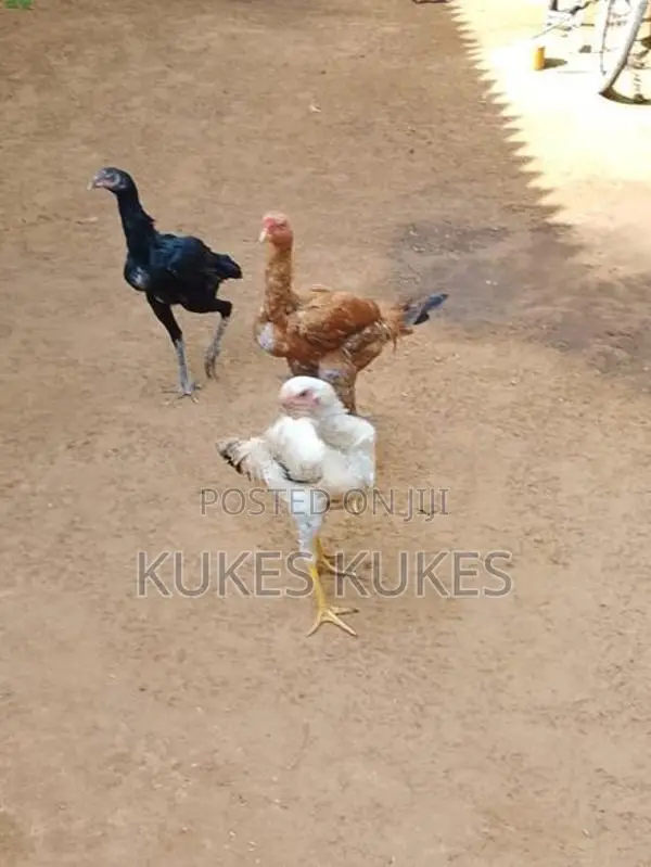 கோழிகள்
