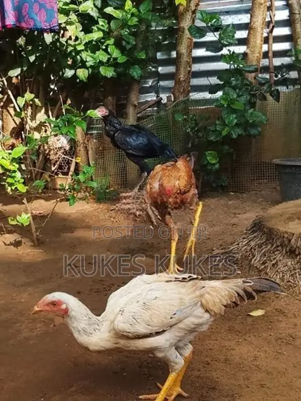 கோழிகள்