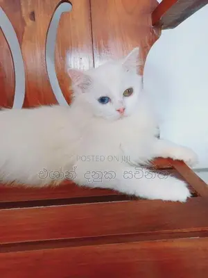 Persian Cat