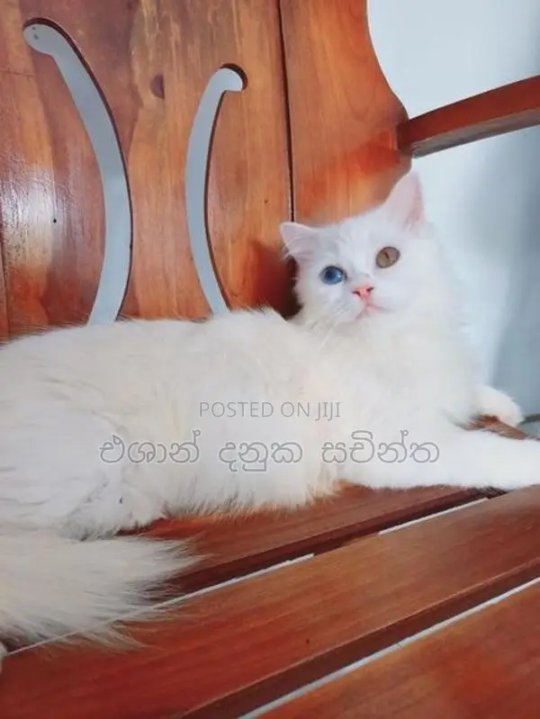Persian Cat