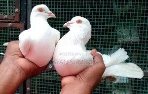 Pigeons