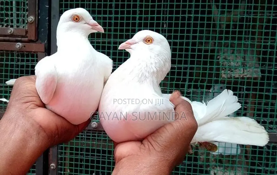 Pigeons
