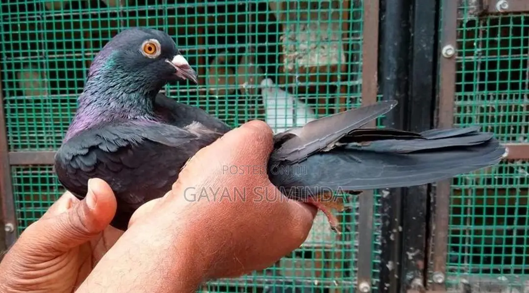 Pigeons