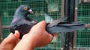 Pigeons