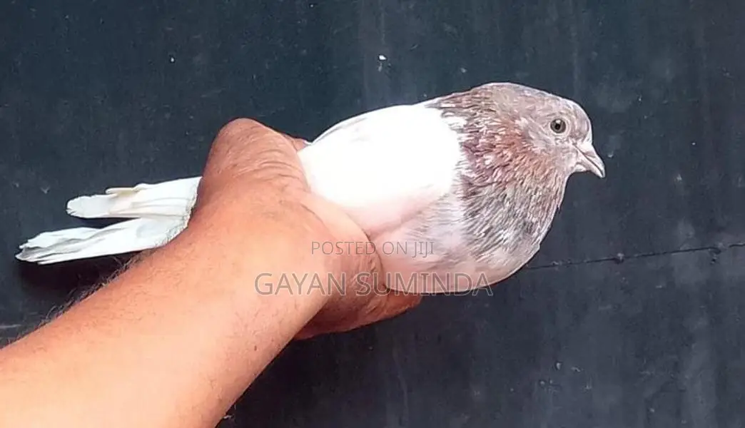 Pigeons