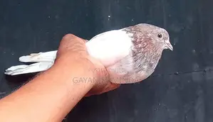 Pigeons