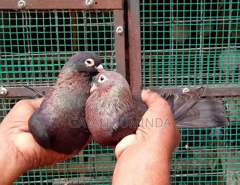 Pigeons