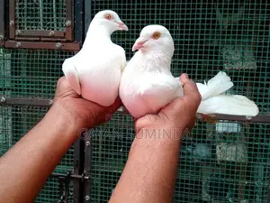Pigeons