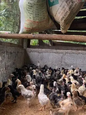 Chicks