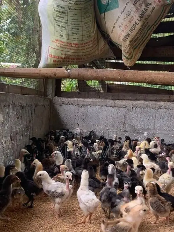 Chicks