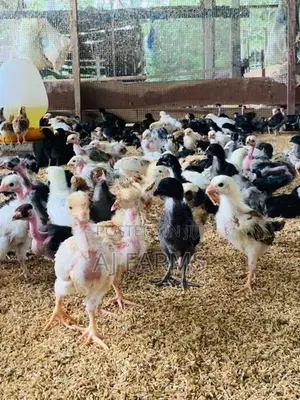 Chicks
