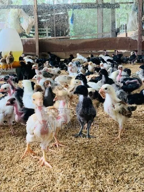 Chicks
