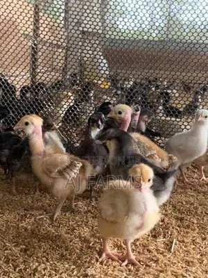 Chicks
