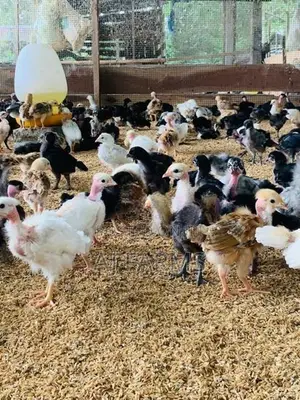 Chicks