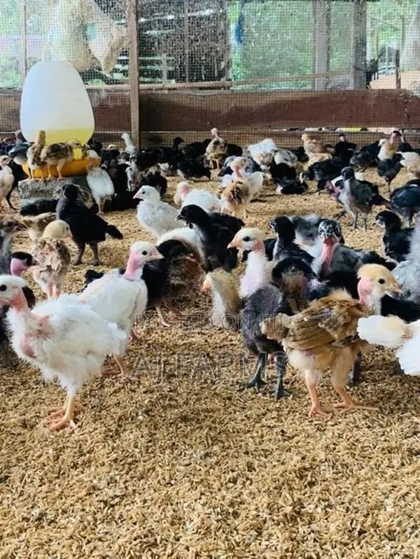 Chicks
