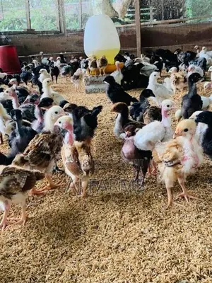 Chicks