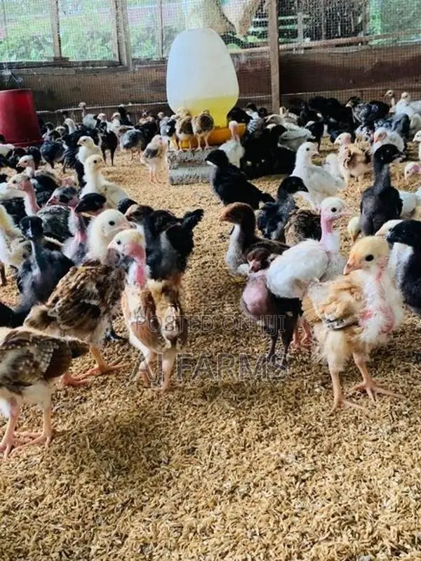 Chicks