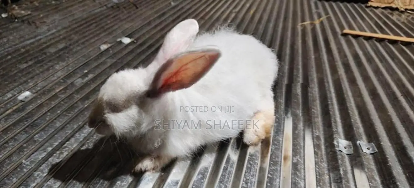 Angora rabbit