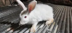 Angora rabbit