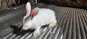 Angora rabbit