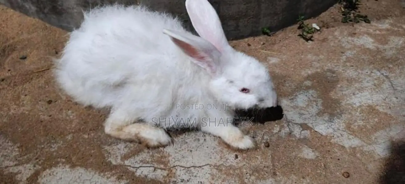 Angora rabbit