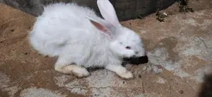 Angora rabbit