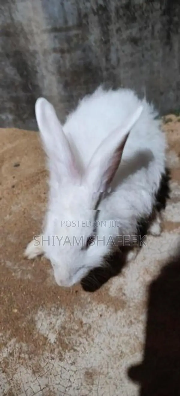 Angora rabbit