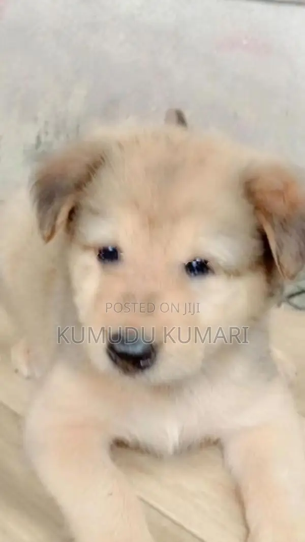 German Shepherd Puppy