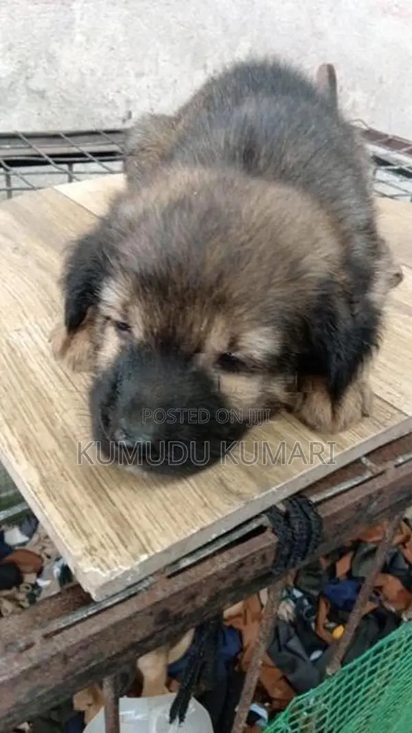German Shepherd Puppy