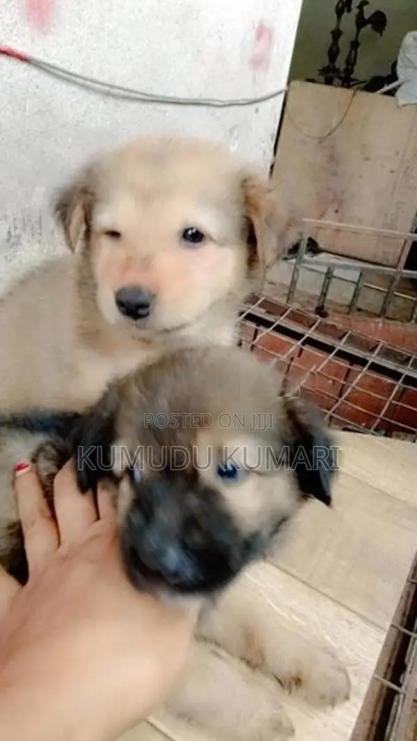 German Shepherd Puppy