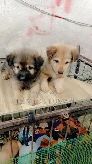 German Shepherd Puppy