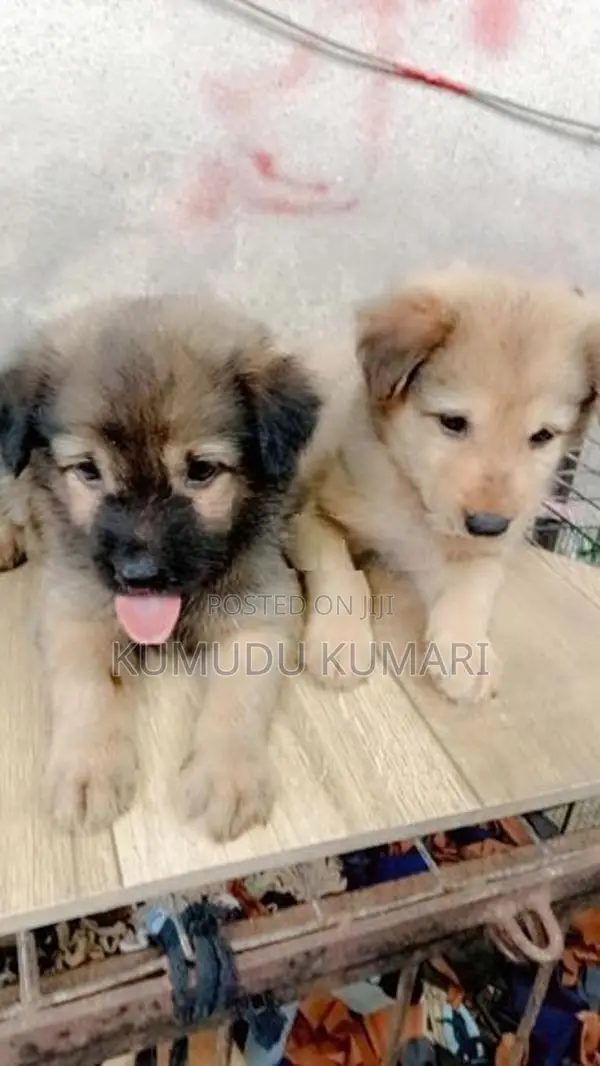 German Shepherd Puppy