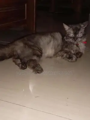 Persian Male Cat