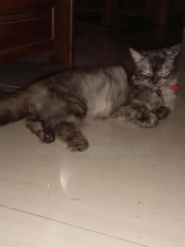 Persian Male Cat