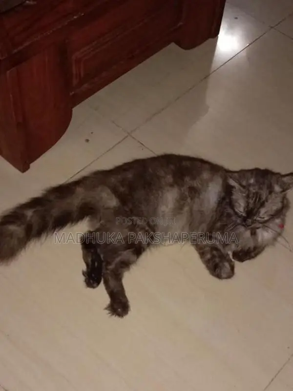 Persian Male Cat