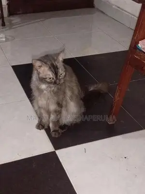 Persian Male Cat